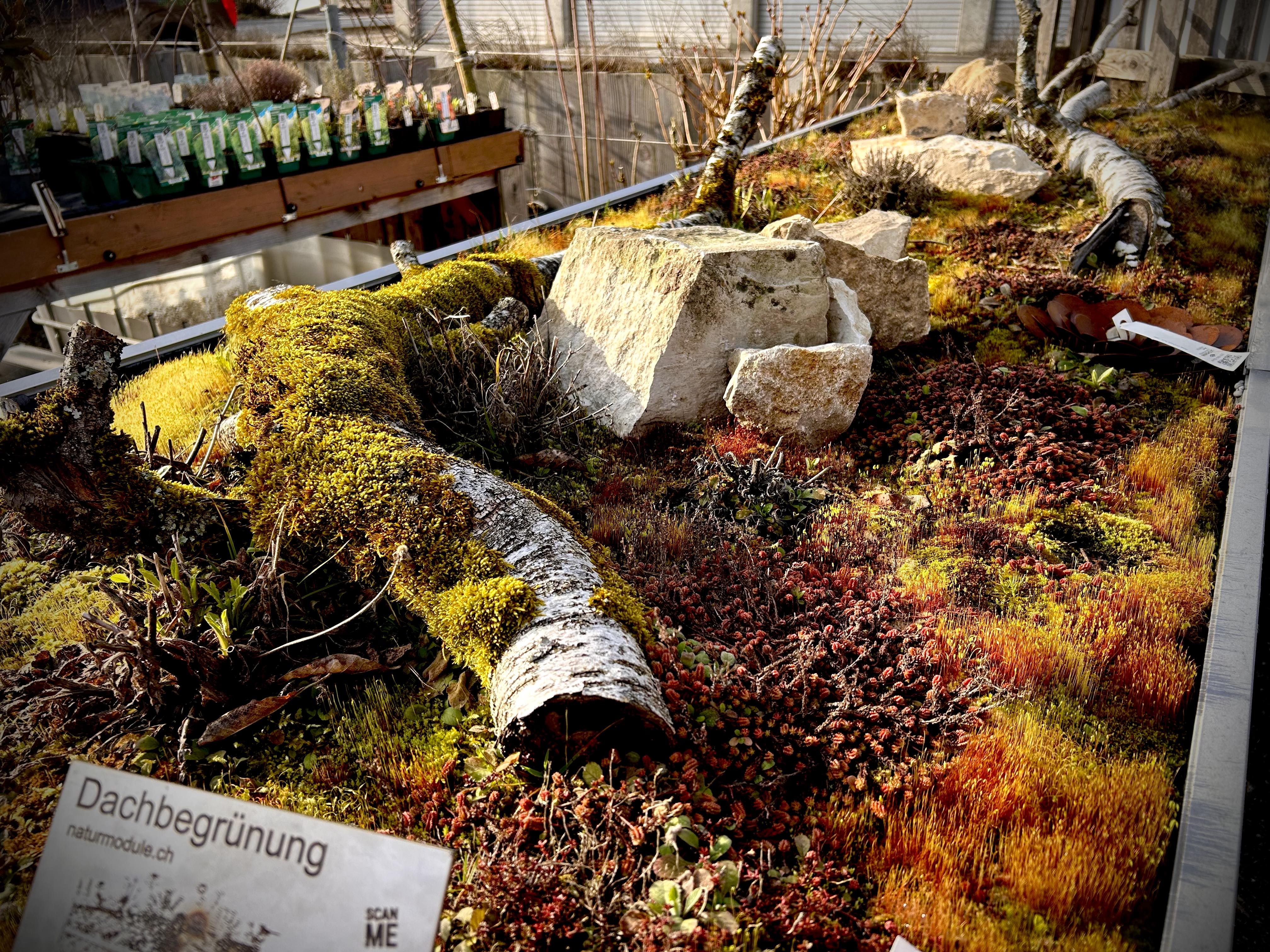 Naturgartenmodul Dachbegrünung